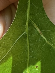 Macrodiplosis niveipila