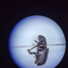 Dendroctonus terebrans