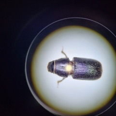 Dendroctonus terebrans
