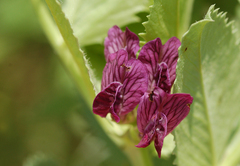 Vicia serratifolia
