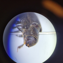 Dendroctonus terebrans