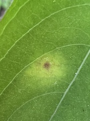 Puccinia recondita