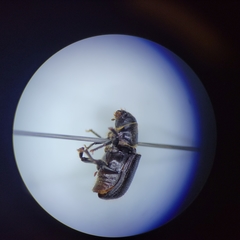 Dendroctonus terebrans