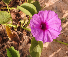 Ipomoea asarifolia