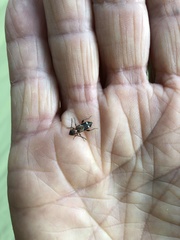 Phymatodes obliquus
