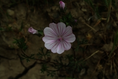 Malva trifida