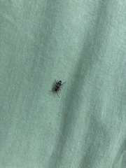 Phymatodes obliquus