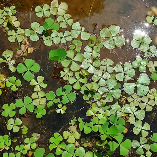 Marsilea crenata, photograph 6