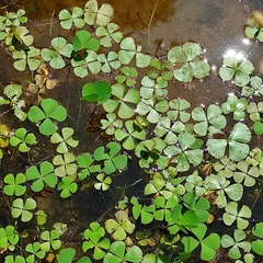 Marsilea crenata