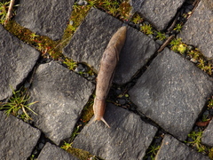 Anadenidae