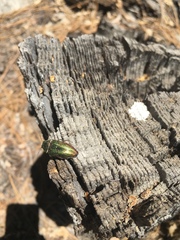 Buprestis adjecta