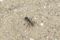 Camponotus cruentatus