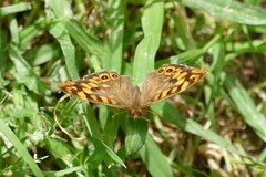 Pararge aegeria