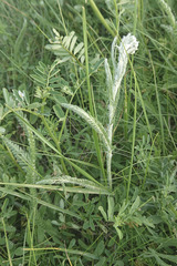 Achillea pannonica