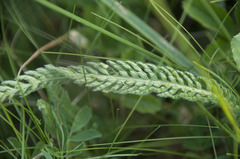 Achillea pannonica