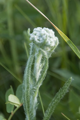 Achillea pannonica
