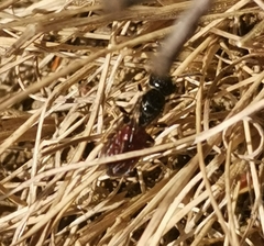 Sphecodes albilabris