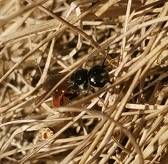 Sphecodes albilabris