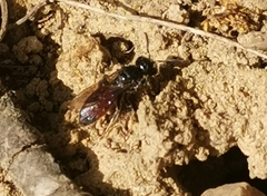 Sphecodes albilabris