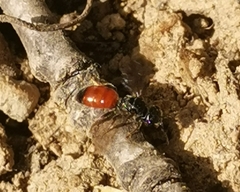 Sphecodes albilabris