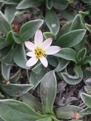 Noticastrum sericeum