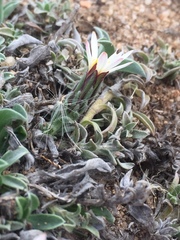 Noticastrum sericeum