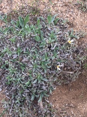 Noticastrum sericeum