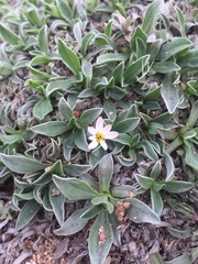 Noticastrum sericeum