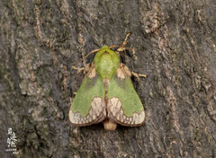 Parasa pastoralis