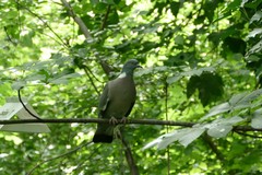Columba palumbus