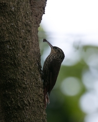 Xiphorhynchus fuscus