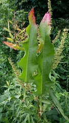 Rumex crispus