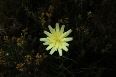 Scorzonera angustifolia