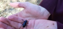 Carabus problematicus