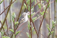 Spizella pallida