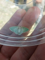 Xenochlorodes olympiaria