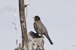 Turdus migratorius