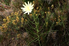 Scorzonera angustifolia