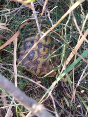 Testudo hermanni hermanni
