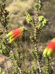 Yellow-green Heath (Erica croceovirens)