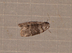 Polygrammate cadburyi