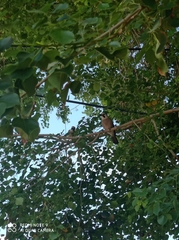 Garrulus glandarius atricapillus