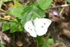 Pieris rapae