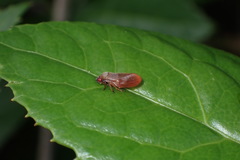 Eoscarta assimilis