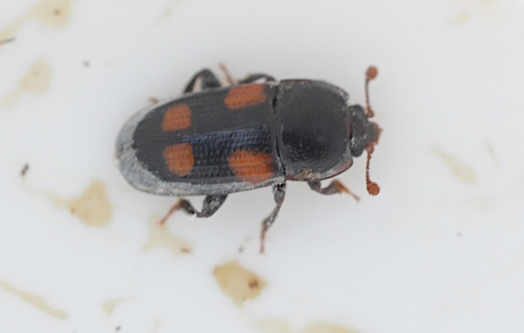 Ipidia binotata