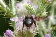 Xylocopa violacea