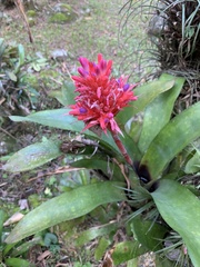 Aechmea fasciata