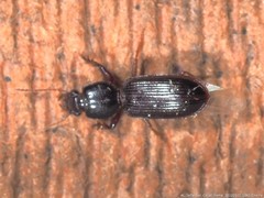 Clivina dentipes