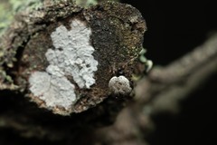 Dipoena melanogaster