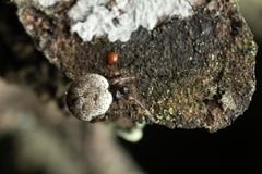 Dipoena melanogaster